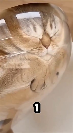 Top 5 Fattest Cats Ever Caught on Camera 😱🐱 #shorts