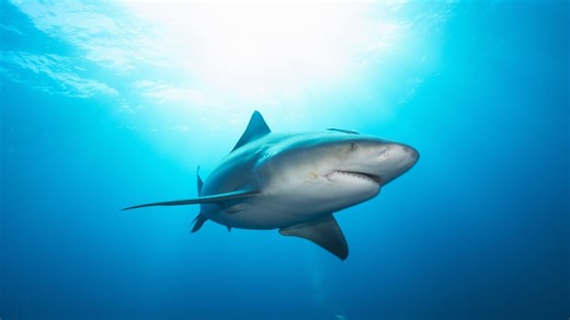 Les requins ont aussi une personnalité : voici ce que leur comportement en mer révèle vraiment d’eux - Psychologies.com