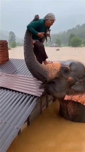 Elephant Rescues Woman and Cat During Flood