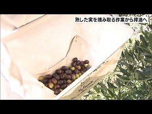 浜松市 オリーブ園で熟した実の収穫始まる（静岡県）