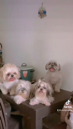 nakakatakot ba ang mga pango? 😂 | Shang Pooches