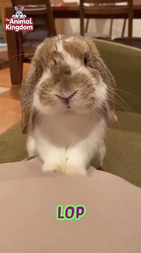 Best Looking Rabbit Breeds in the World 😍