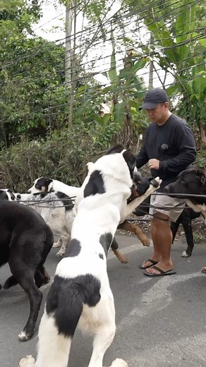 Tangled leash #alabai #rottweiler | Supero Dog Farm