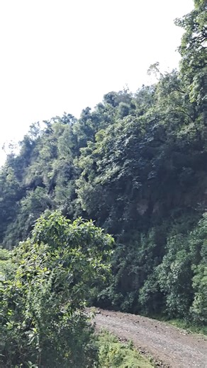 Arsii Collee fi Gololcha Ciniinaa: Oromoon TikTok