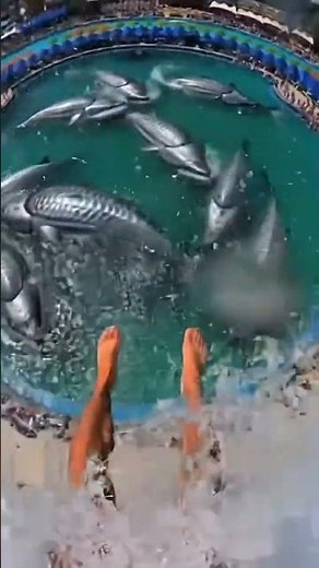 Waterslide into pool full of giant fish #funny #memes
