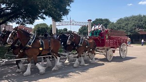 The Budweiser Clydesdales make a delivery to Billy Bobs Texas! (🎥: @backstagerobert / IG) | 99.5 The Wolf
