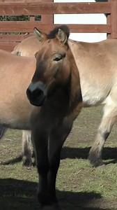 57K views · 2.8K reactions | On this National Day of the Horse, our new Przewalski’s horses were presented with a holiday treat! Though we don’t get real snow in SF, this man-made snowpile was a fun enrichment which the pair seemed to enjoy. Though they were initially hesitant, they both warmed up the “strange” offering! | San Francisco Zoo | Facebook