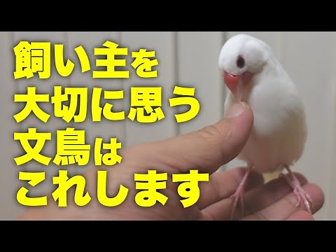 飼い主のことを大切に思っている文鳥だけがする行動