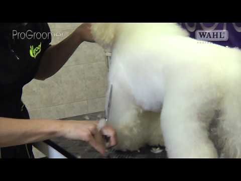 Grooming Guide - Bichon Frisé Pet or Salon Trim - Pro Groomer