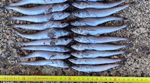 Effetto paranza: la pesca illegale del merluzzo in Italia