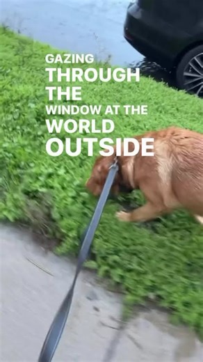 Richy dreaming #labrador #puppy #wanderlust #dog