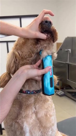 DIY Dog Grooming: The Ultimate Guide to a Professional Trim