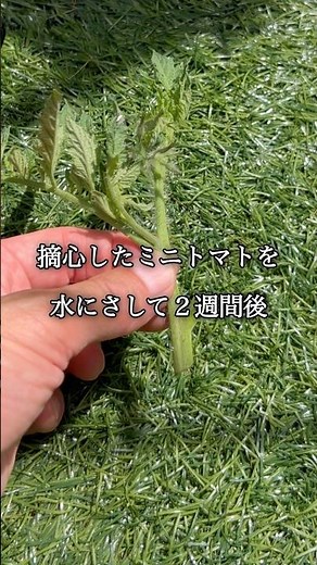 【摘心したミニトマトを育てる】②植え付け