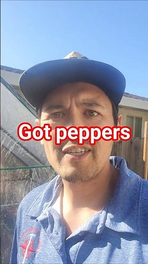 what peppers are you growing?
