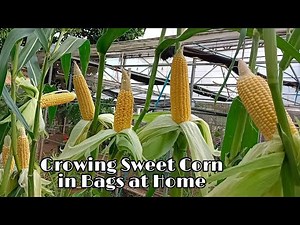 How to Grow Sweet Corn in Bags at Home / Easy for Beginners