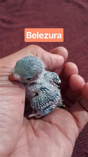 Olha como o nosso amiguinho cresce e fica cada vez mais belo! #budgies [ Periquito Australiano ]