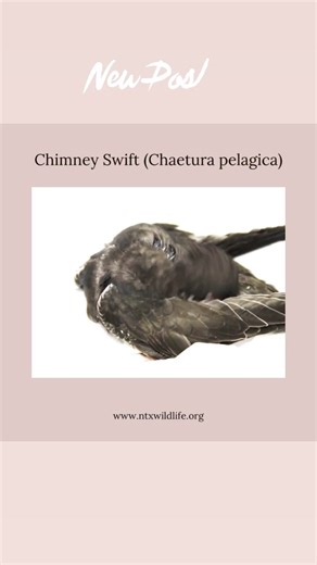 10K views · 69 reactions | Chimney swift! | North Texas Wildlife Center | Facebook