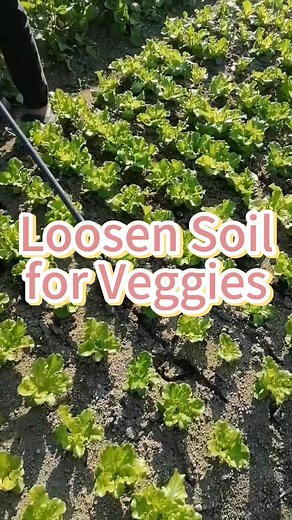 Loosen soil for veggies #garden #gardening #vegetable #soil #loosensoil #vegetablegrowingskill #agriculture #vegetablecultivation | GreenSoul Farms