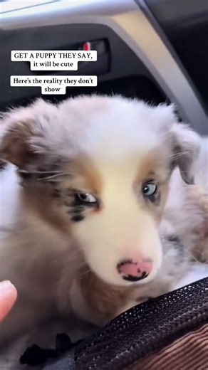 Throwback Friday #puppy