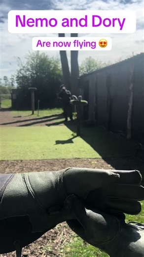 Our baby’s Nemo and Dory are all grown up and flying. #owl #chick #owlet #dory #nemo #flying #cuteanimals