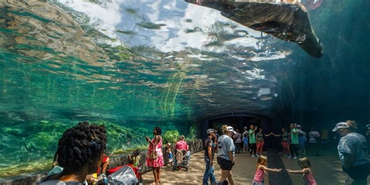 Conservation in Action