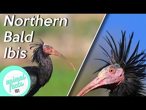 Northern Bald Ibis • All You Need To Know About This Bird