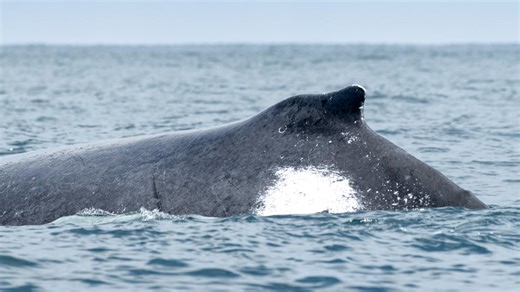 Près de Rouen, une baleine à bosse aperçue dans la Seine : « On ne sait pas dans quel état elle est »