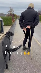 Carlo skal hjem i morgen, efter 3 dage hos Matina 🤗 Carlo skulle lærer, at gå pænt og se hvordan det går her ⬇️ www.onlinehund.dk | Onlinehund.dk