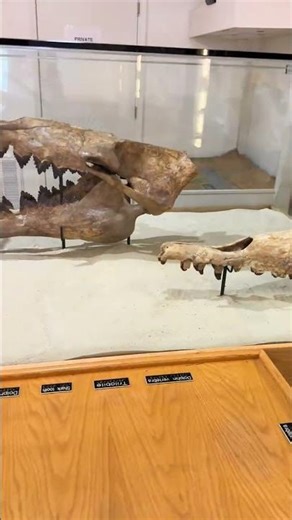 If you get the chance to go on a field trip to the Aurora Fossil Museum in Aurora, NC I highly