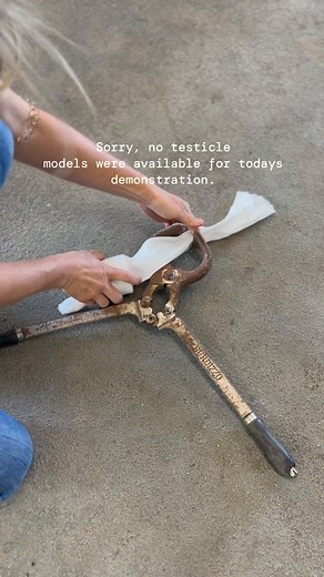 Rocking KM Veterinary Service on Instagram: "Found this relic in some of our old, unused, treasures. What’s a burdizzo castration? ▪️ Burdizzo is a bloodless castration method developed in the late 19th century for use in livestock (I’ll refer to cattle in this post.) ▪️ ✔️ The method works by applying pressure to the blood vessels of the testicle which then causes them to atrophy and be non usable over time. A bloodless castration sounds great, right? Well, sort of..🧐..this method has faced qu