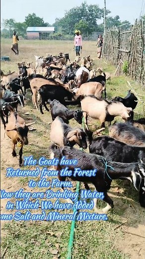 Goats Returned from the Forest to the Farm | Black Bengal Goat Farming in Odisha | Goat Grazing