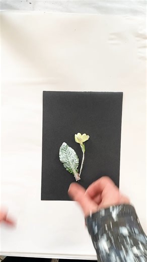 Primroses are popping up everywhere, I have printed them in black but thought they were especially lovely printed in White. Primrose (Primula vulgaris.) often symbolise young love and can be associated with the phrase "I can't live without you." It signifies the delicate and ephemeral nature of early love. They are often linked with fairies in English folklore. It is said that primroses are a favourite flower of fairies, and that picking them could anger them. However, some believed that if you 