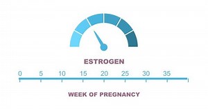 An abstract measuring device scale showing changes in hormone estrogen levels during pregnancy. Animated time line