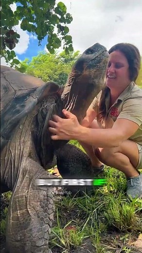 You Won’t Believe How Heavy a Tortoise Shell Really Is 😱 #facts #factshorts #viralvideo