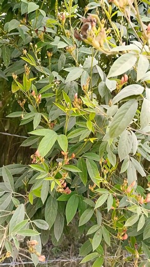 The Importance of Arhar Crop
