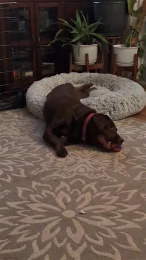 Cholate Lab never stops playing