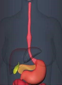 peristaltic movement of stomach esophagus (3D Animation)