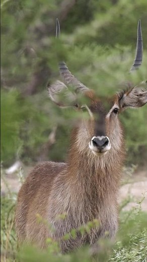 Oryx in Namibia – der Moment der Entscheidung