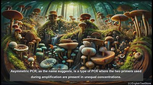 Asymmetric PCR in biology