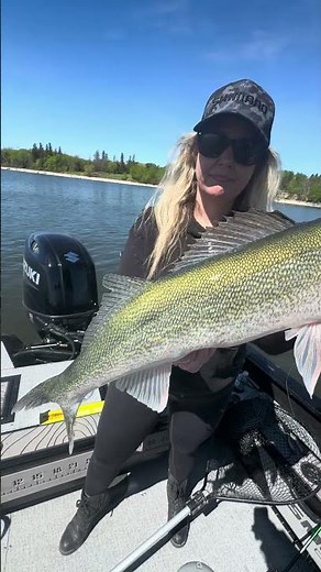 Fishing Lake Winnipeg out of Gull Harbour, Hecla Manitoba. So many fish 25” +!