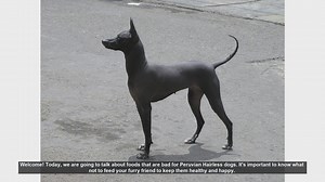 Foods to Avoid for Peruvian Hairless Dogs: Keep Your Pet Safe!