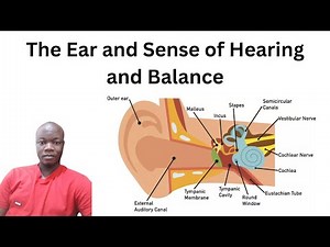 The Ear and Sense of Hearing and Balance #ears