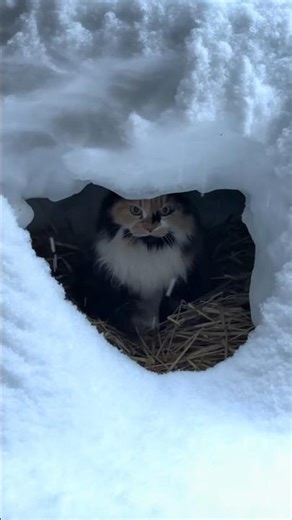 A Grinch In A Cave 😂