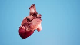 Anatomical 3D animation of the heart. Heart's muscle and vessels...