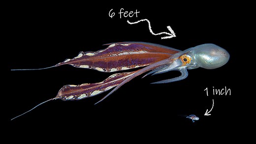 Blanket Octopus Females Are As Long As Adult Humans. The Males? But A Peanut