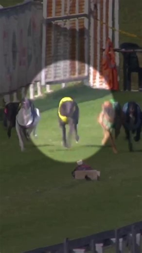 Greyhound racing isn’t a sport — it’s a system built on suffering. 💔🐕 These gentle, sensitive dogs are bred for profit, confined for most of their lives, pushed to run until their bodies break, and discarded when they’re no longer “useful.” Injuries, neglect, and early deaths are not accidents — they’re the cost of doing business. There is nothing entertaining about fear, exploitation, or disposable lives. Greyhounds deserve soft beds, safety, and love — not cages, whips, and racetracks. It’s 