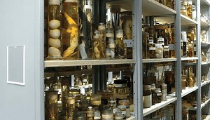 Archaeology breakthrough: Contents of Charles Darwin's specimen jars finally revealed after 200 years of mystery