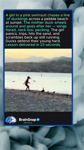 Girl Chases Ducklings, Mother Duck Strikes Ba