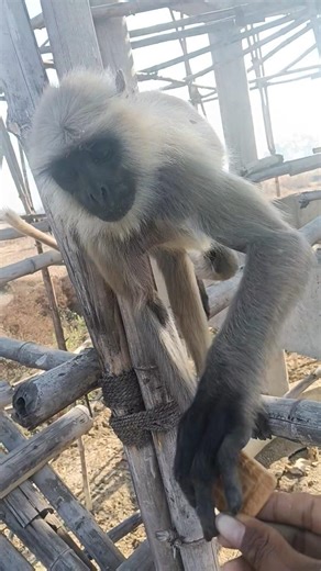 water tanki se langur jump de diya 🙏🙏🐒🐒#shorts #monkey #bandar