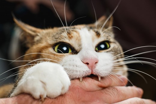 Why Does My Cat Bite Me? Experts Explain Common Reasons